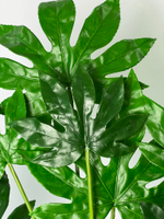 Аралия куст 80 см.