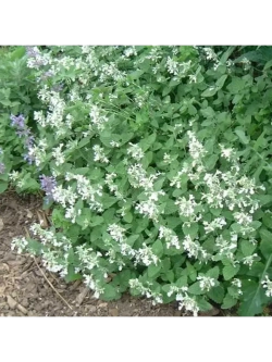 Котовник Фассена Сноуфлейк