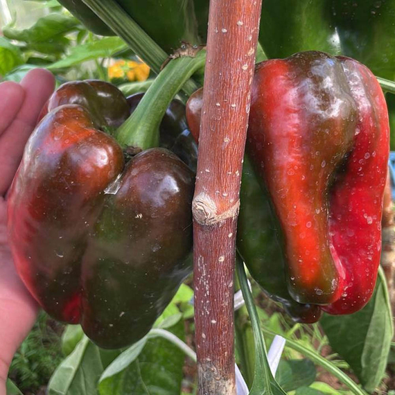 Помпео F1 семена перца сладкого (Nunhems / Нюнемс) культура – фото 2