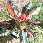 Аглаонема CROWN OF SIAM