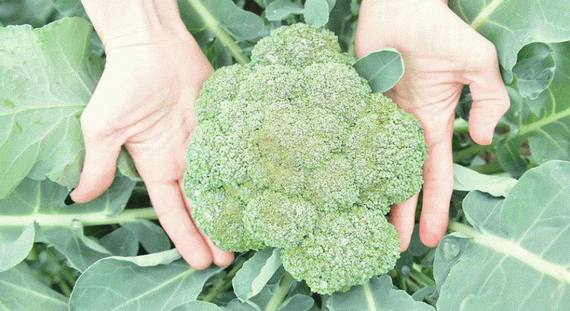 Айронмен F1 семена капусты брокколи (Seminis / Семинис) – фото 5