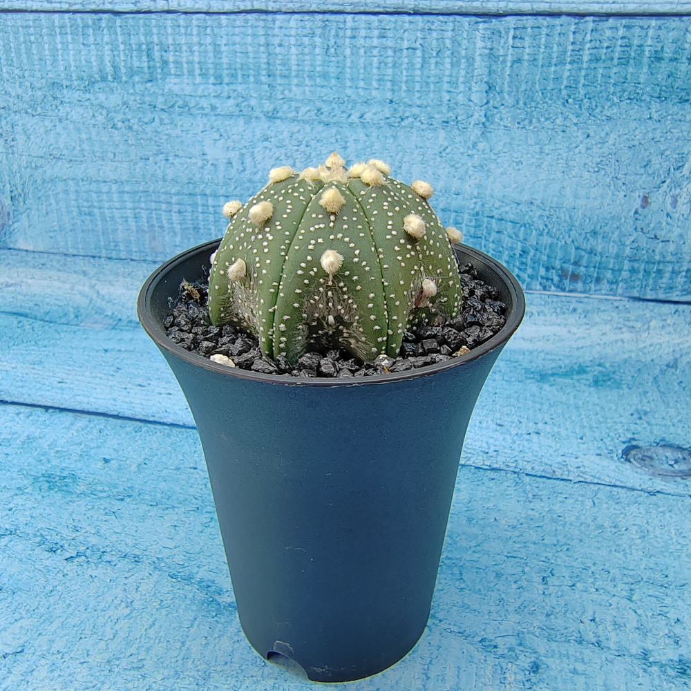Astrophytum Asterias (Астрофитум)