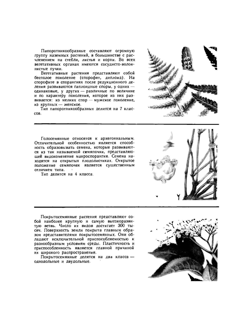 Дикорастущие лекарственные растения СССР | И.И. Гром
