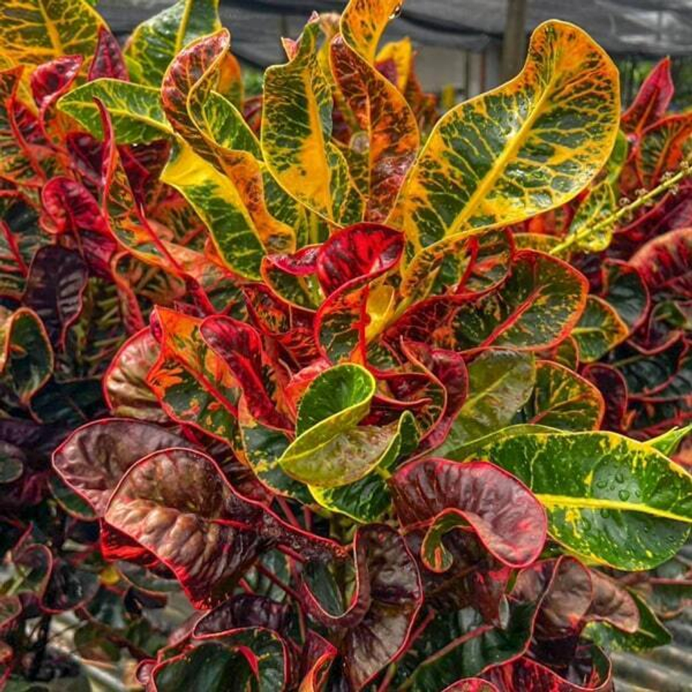 Кротон THA YAD SEDTHEE