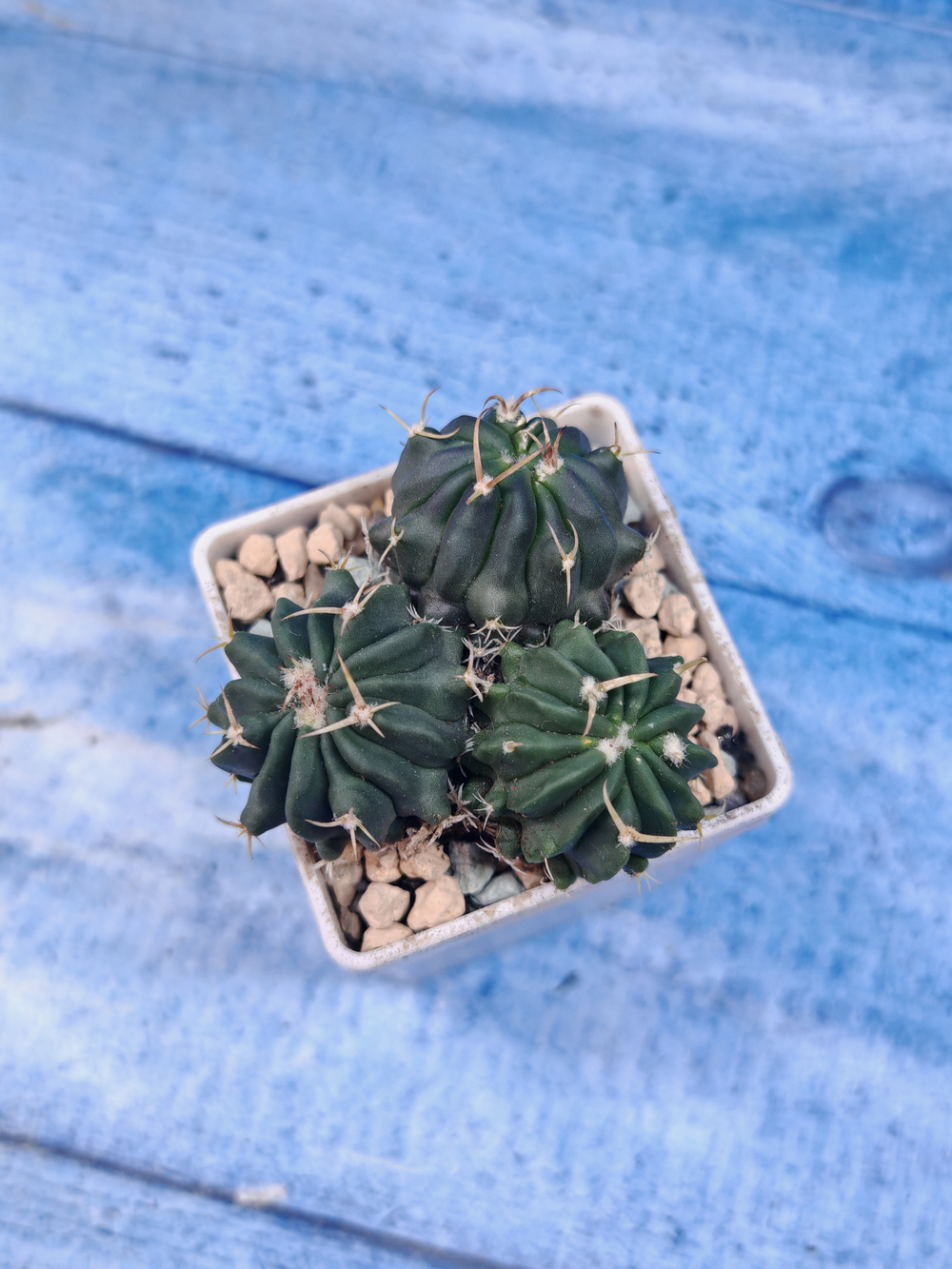 Stenocactus Coptonogonus (Стенокактус)