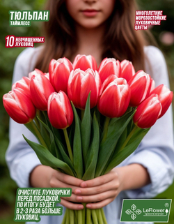 Тюльпан Луковица, Таймлесс, 10шт