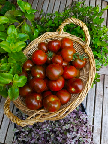 Микрогном тёмный в полоску сорт томата