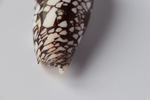 Конус ауликус (Conus aulicus) (скол на губе)