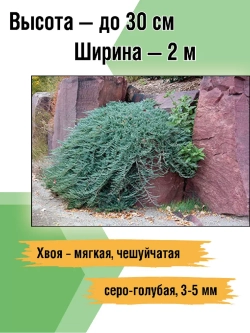 Можжевельник горизонтальный Вилтони саженцы хвойных