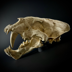 Homotherium