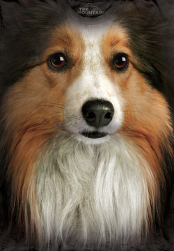 Sheltie Face