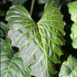 Филодендрон CORSINIANUM