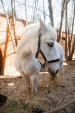 Horse Party