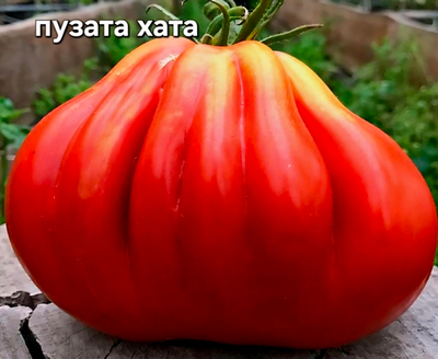 ПУЗАТА ХАТА