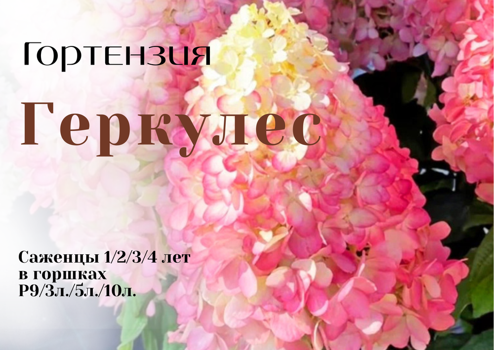 Геркулес гортензия метельчатая