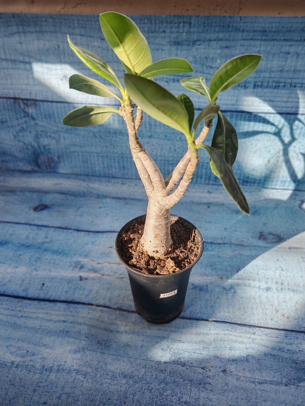 Adenium Baobab (Адениум)