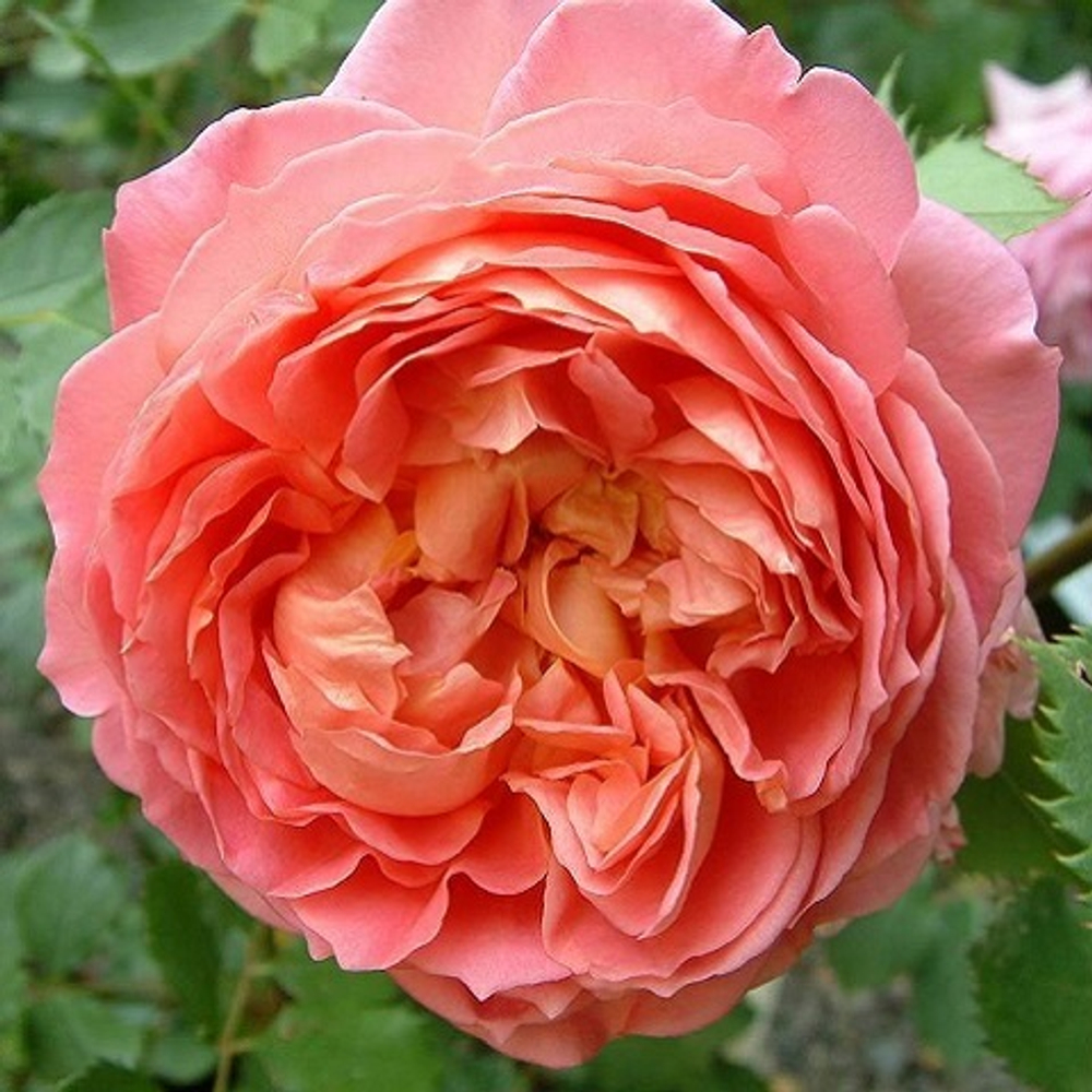 Роза английская Jubilee Celebration