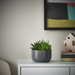 IKEA SUCCULENT  (ИКЕА СУССУЛЕНТ)  -  Горшечное растение, суккулент разных цветов, 14 см