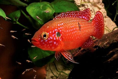 Хромис Лифалили