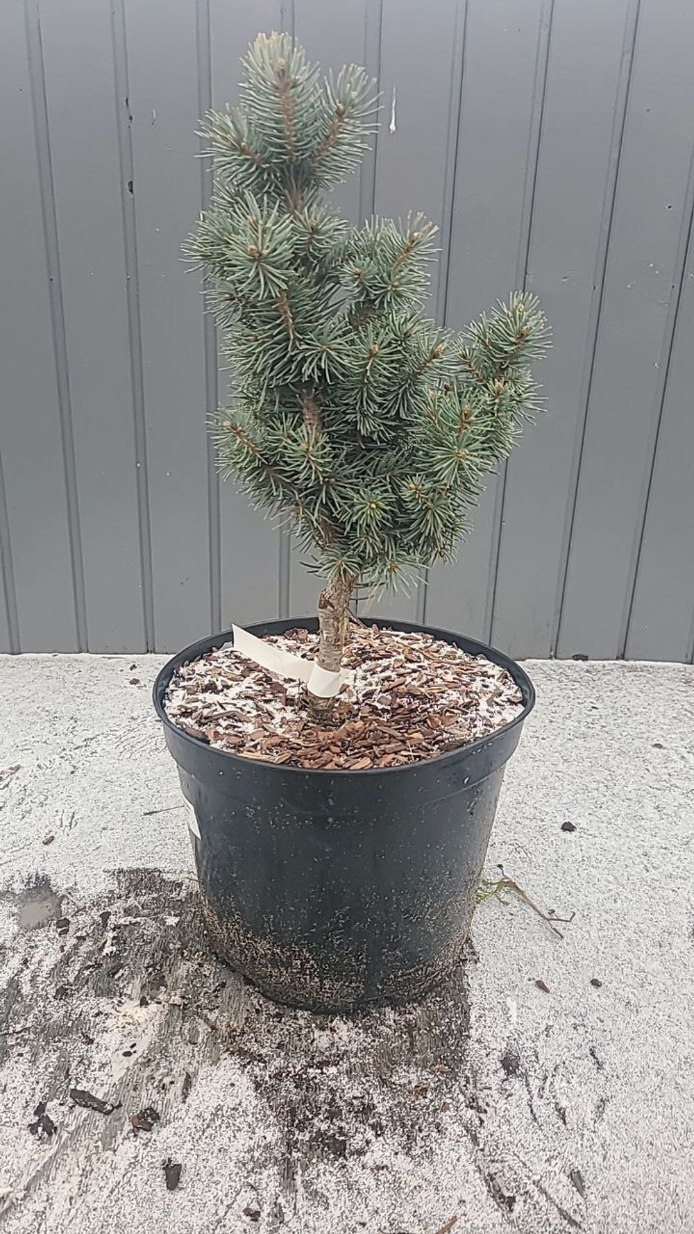 Ель колючая Изели Фастигиата С7,5 (40см) Закупка М35 наличие 2026