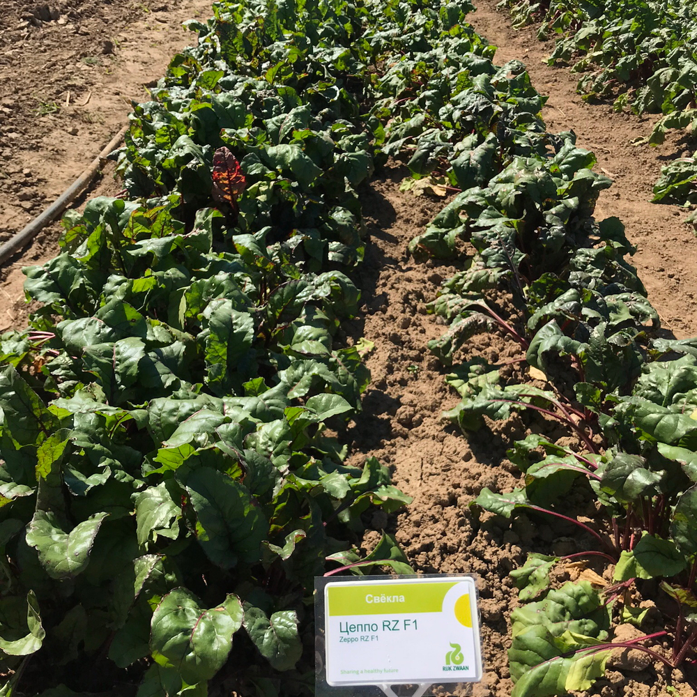 Цеппо F1 семена свеклы (Rijk Zwaan / Райк Цваан)