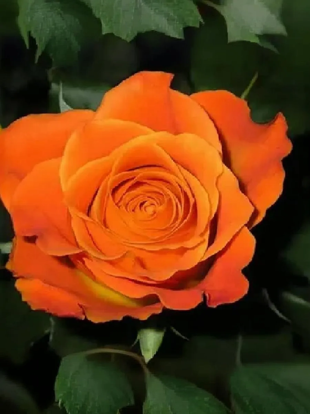 Роза чайно-гибридная Карамба