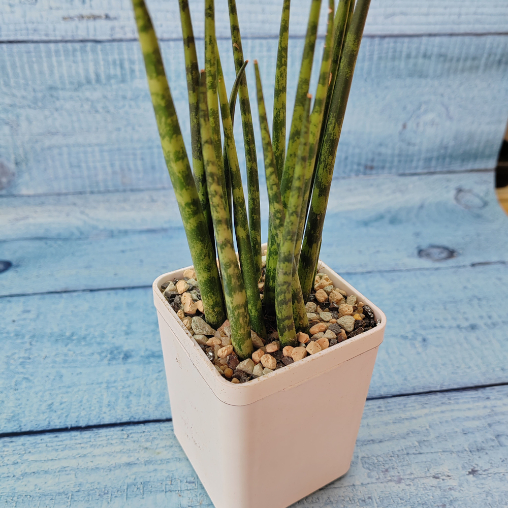 Sansevieria Fernwood Mikado (Сансевиерия)