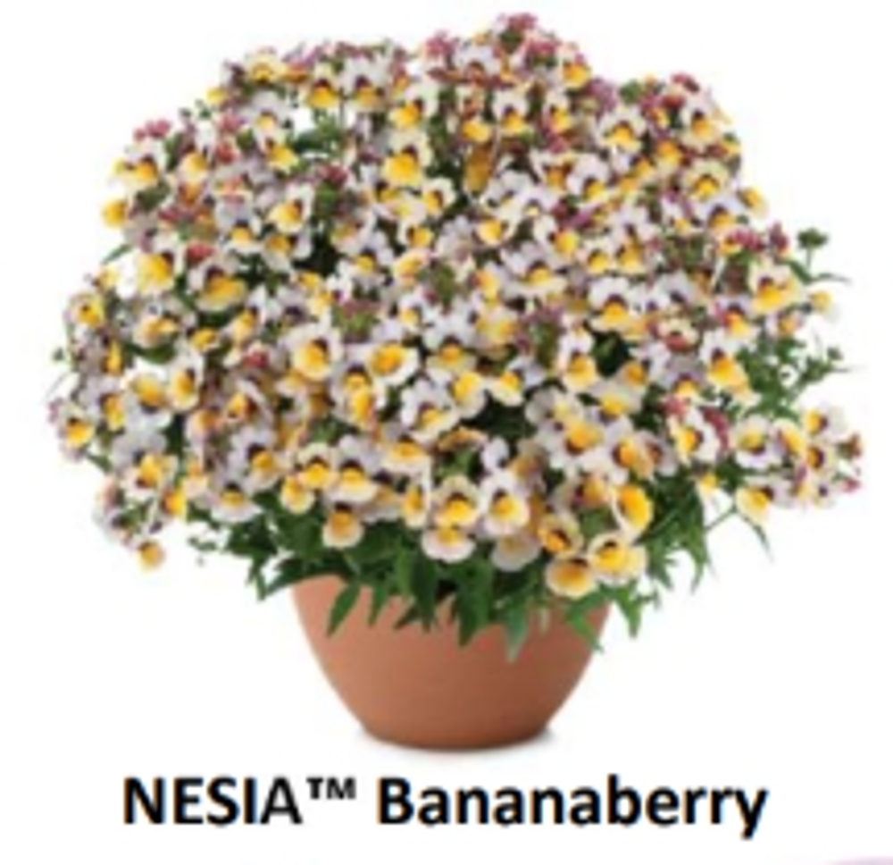 ЕВРО Немезия Nesia Bananaberry укорененный ЕВРО черенок НАЧАЛО ЯНВАРЯ поставка 5