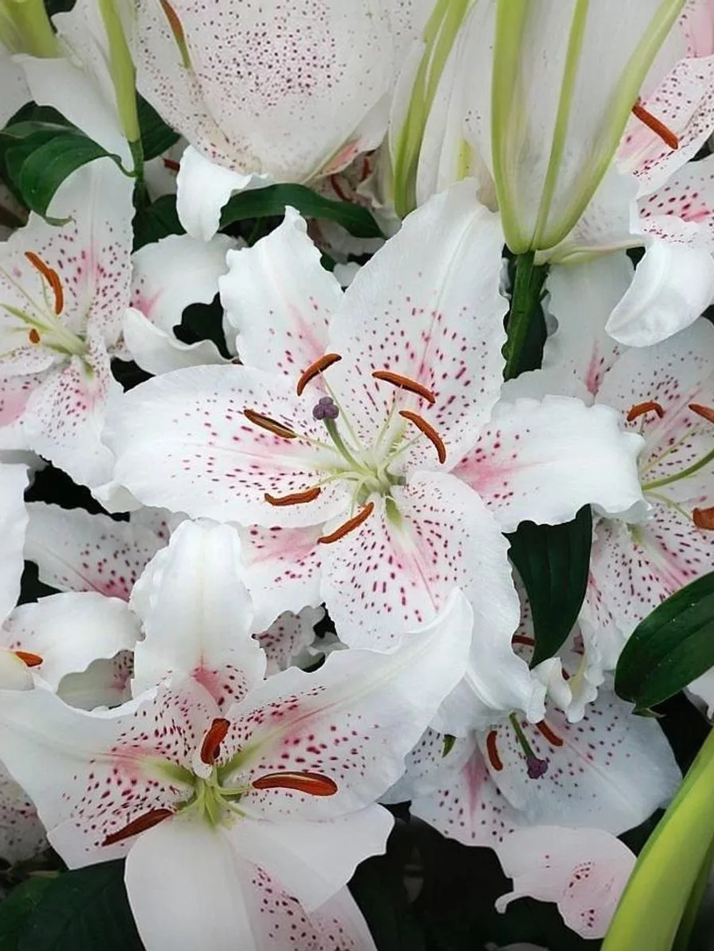 Лилия Мускадет (Восточный гибрид)