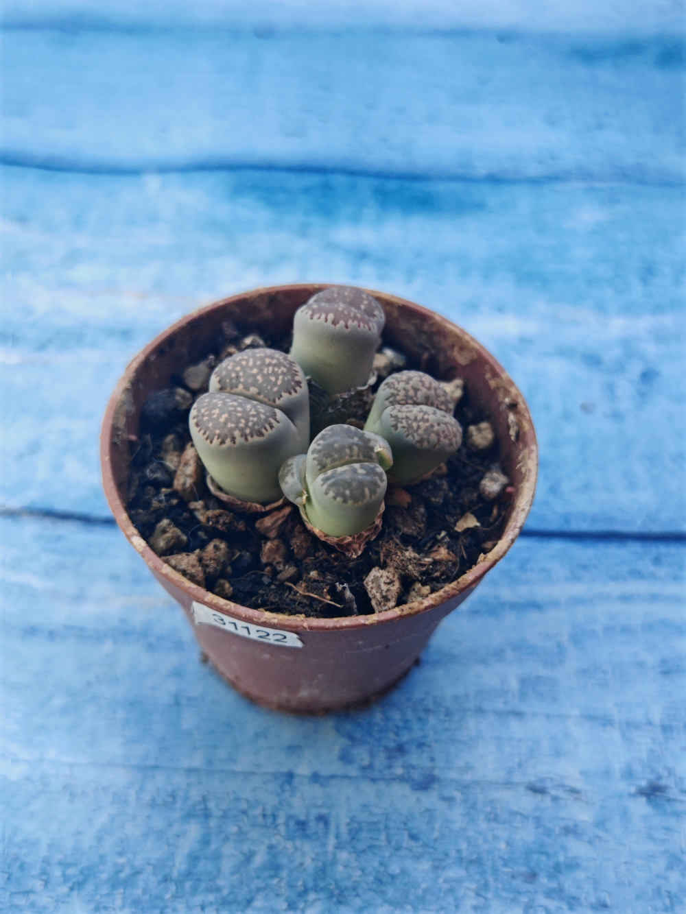 Lithops sp. (Литопсы)