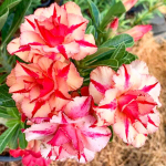 Адениум ORANGE VIETNAM