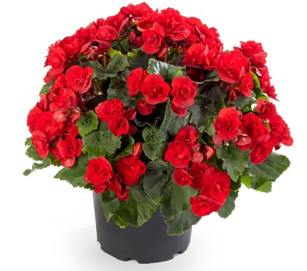 Бегония Vermilion Red ОКС укорененный черенок