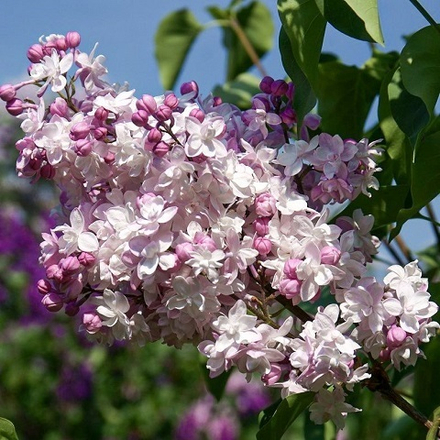 Сирень гиацинтовая Свитхарт