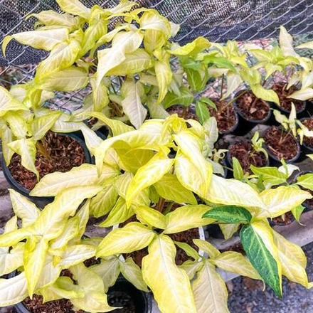 Сингониум ANGUSTATUM LEMON LIME