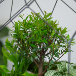 Готовый флорариум бонсай Сизигиум Цефей с озером