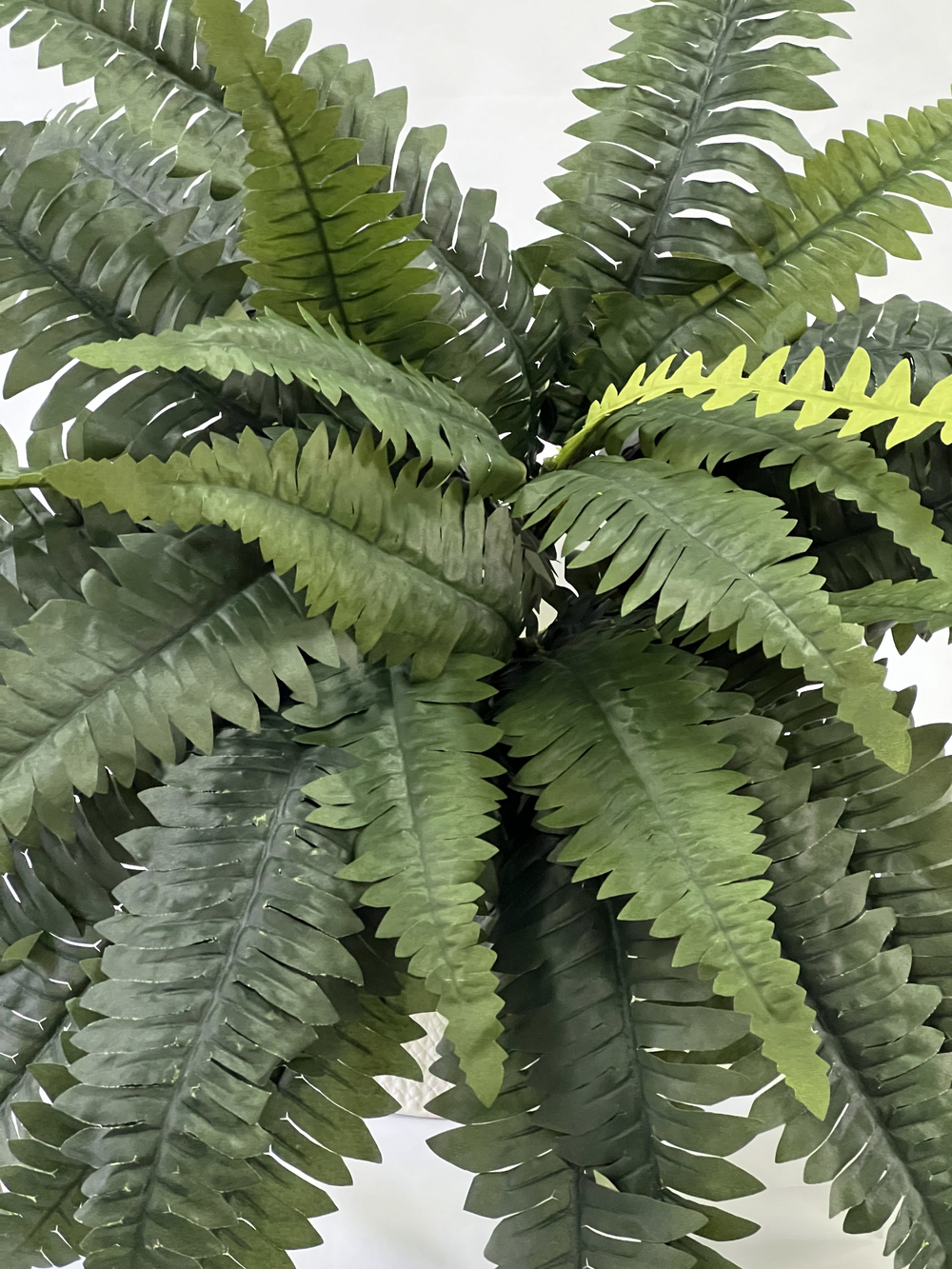 Папоротник Бостон диаметр 65 см