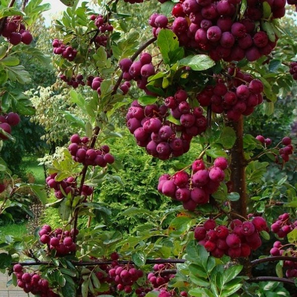 Рябина Ликерная