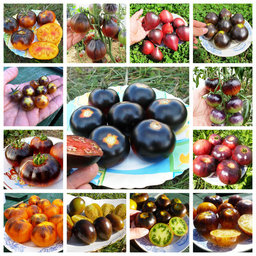 Фиолетовая комната