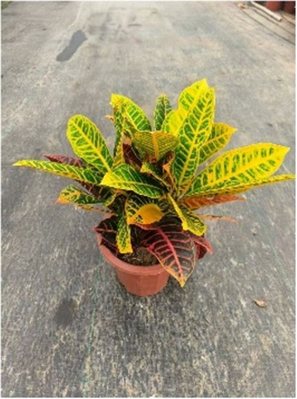 Кодиеум д.25