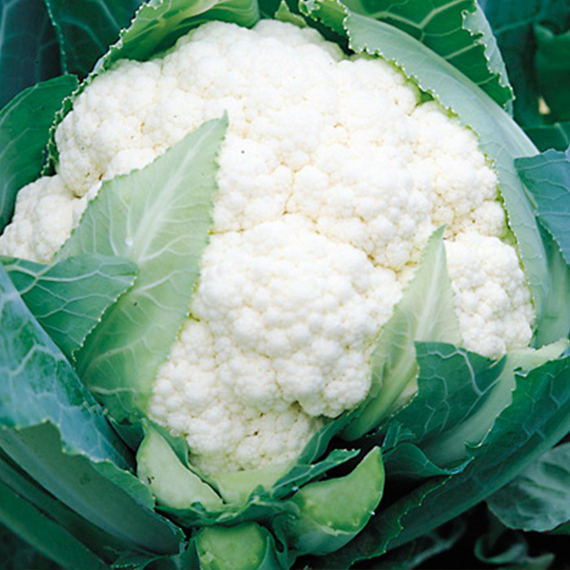 СПЕЙС СТАР F1 семена капусты цветной Syngenta купить – фото 5