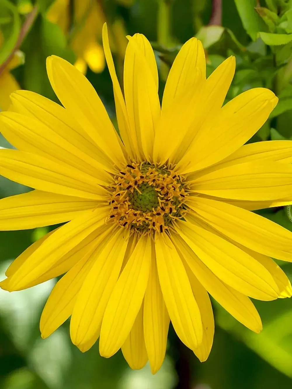 Семена Сильфия пронзеннолистная (Silphium perfoliatum) 10гр