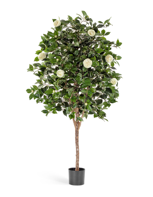 Камелия Вайн кремовая в-170 см 2/2 10.39106NW