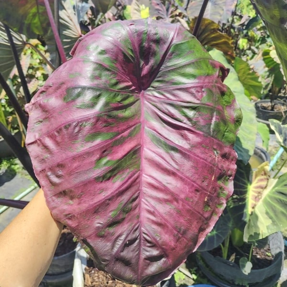 Колоказия SCARLET FAIRY