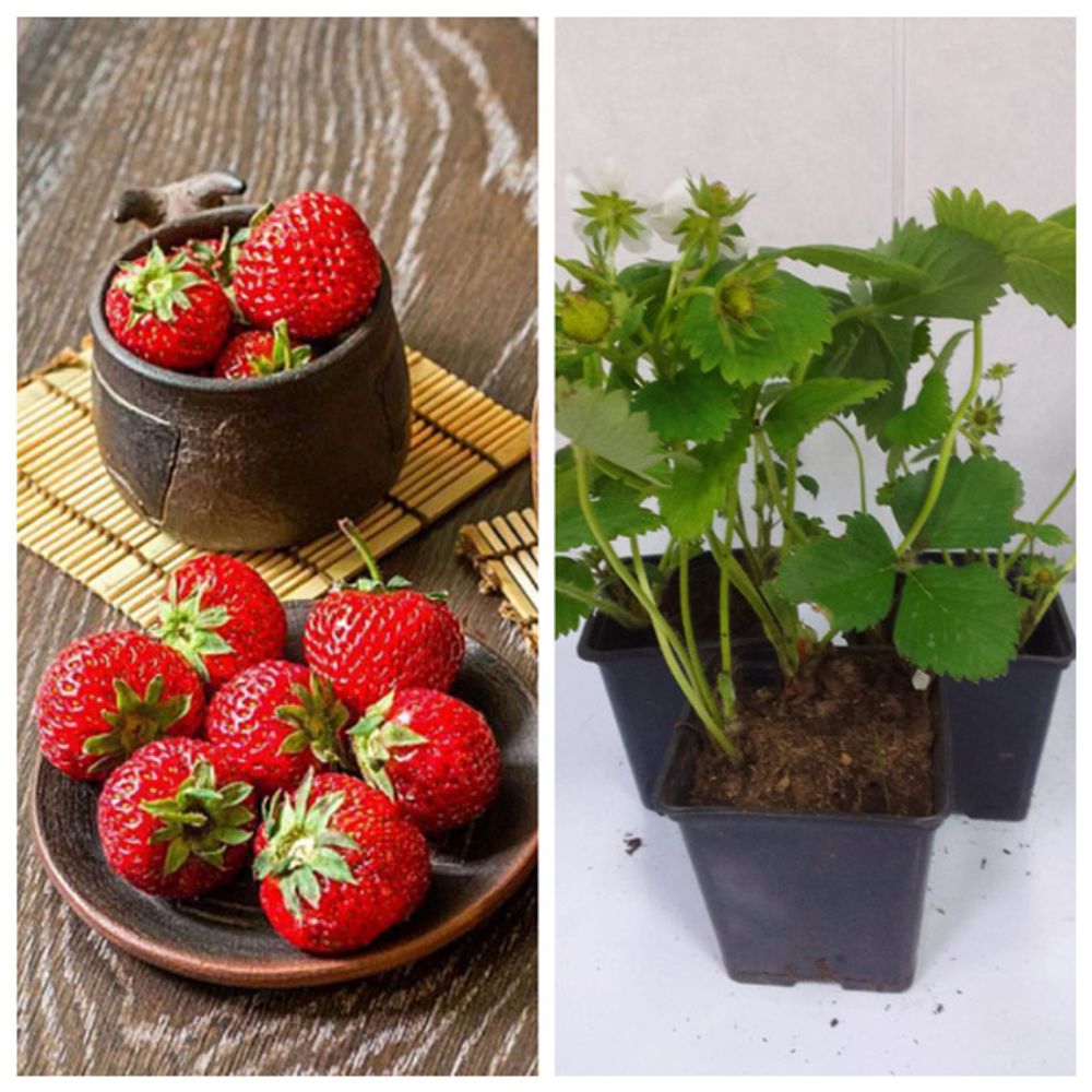 Земляника садовая Флер Р9 Закупка М65 май-июнь 2026