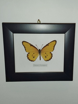 Бабочка Danaus chrysippus в рамке