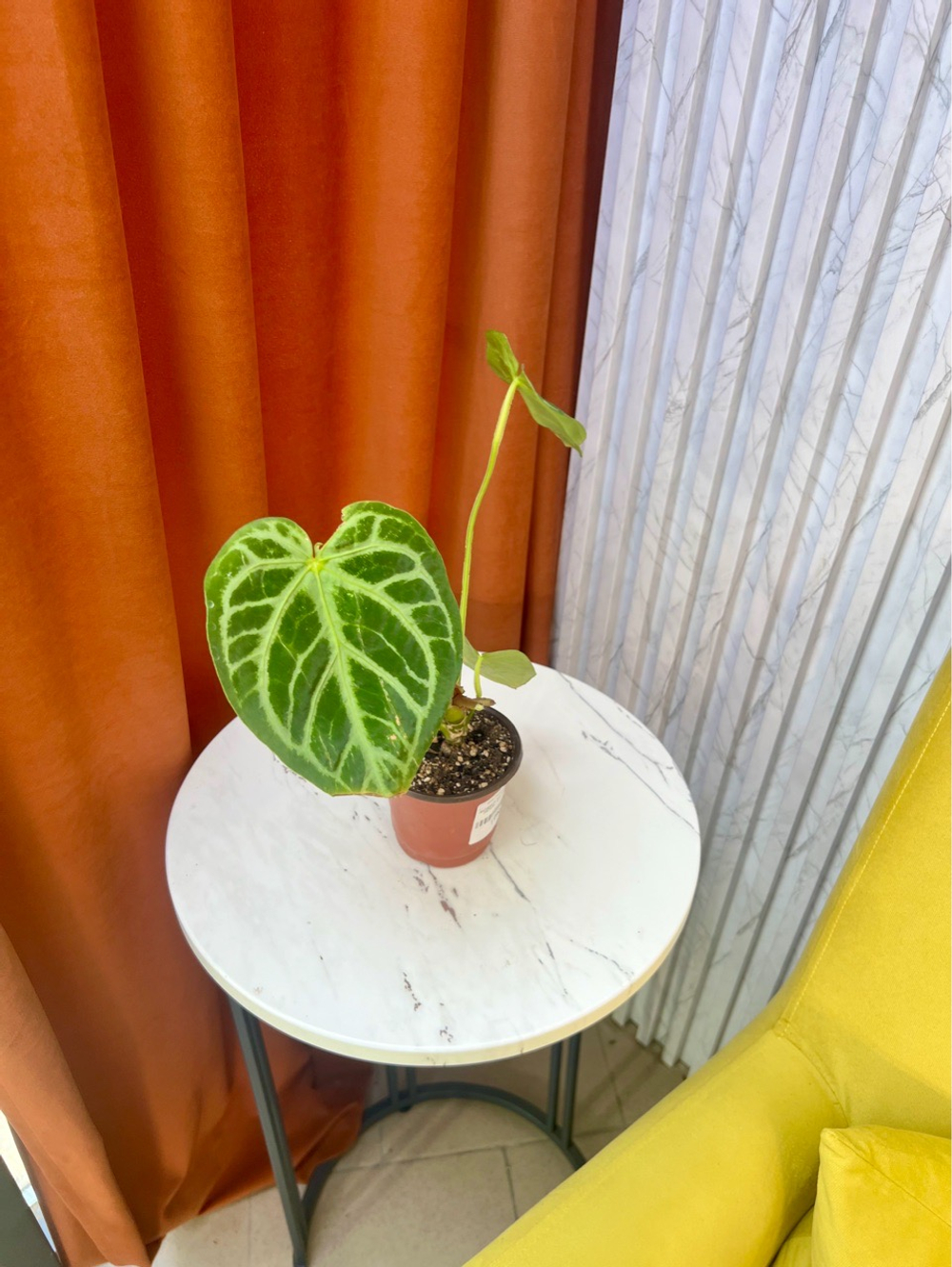 Антуриум Магнификум, D10см Н25см, 1шт, Urban Jungle