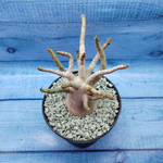 Adenium Baobab (Адениум)