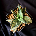 Сансевиерия TARANTURA