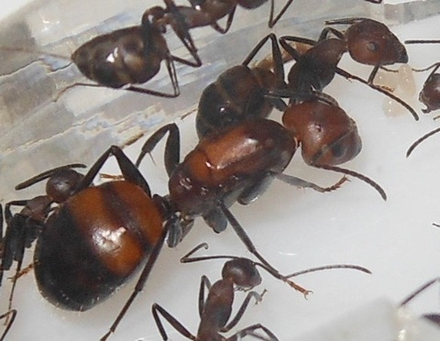 Camponotus nicobarensis