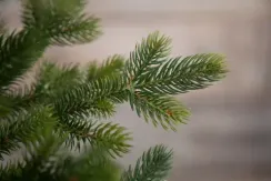 Ель Городская стройная, 100% литая хвоя, 215 см., Black Box (74619)